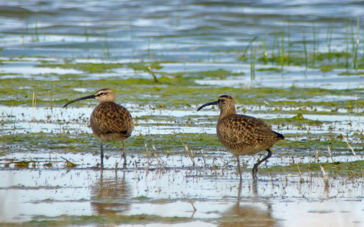 Whimbrel - Nate Kohler