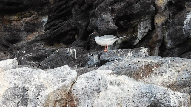 Gaviota Tijereta - ML590270831