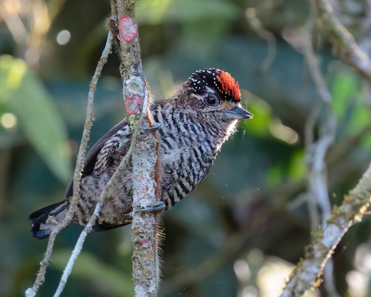 White-barred Piculet - Jeff Stacey