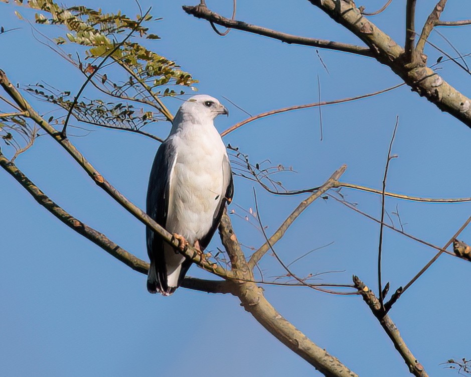 White-necked Hawk - ML590273151