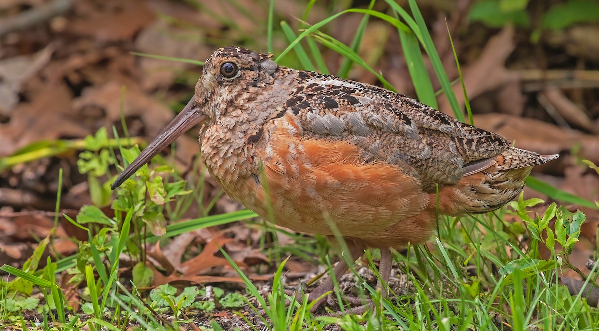 American Woodcock - ML590275061