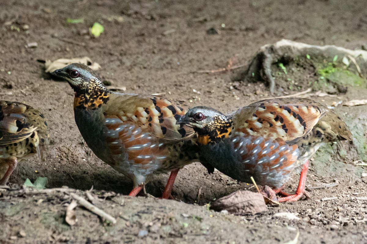 Rufous-throated Partridge - ML590275471