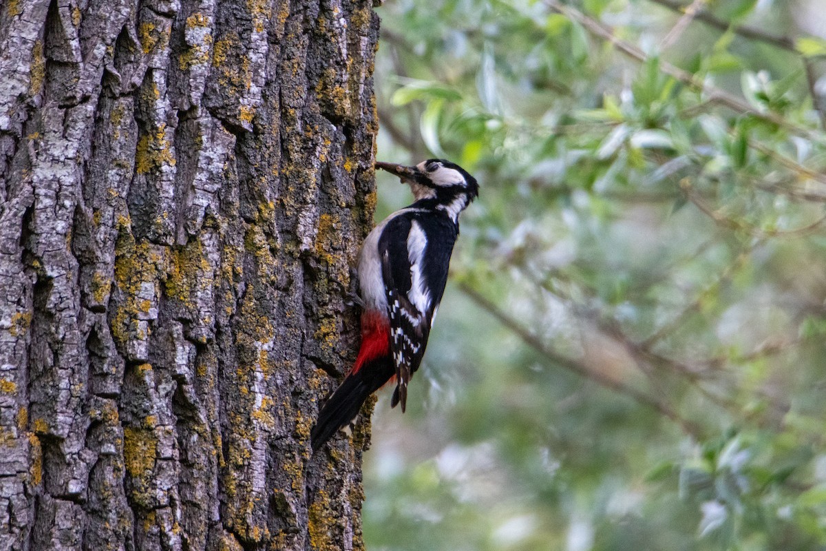 Great Spotted Woodpecker - Andrea M.