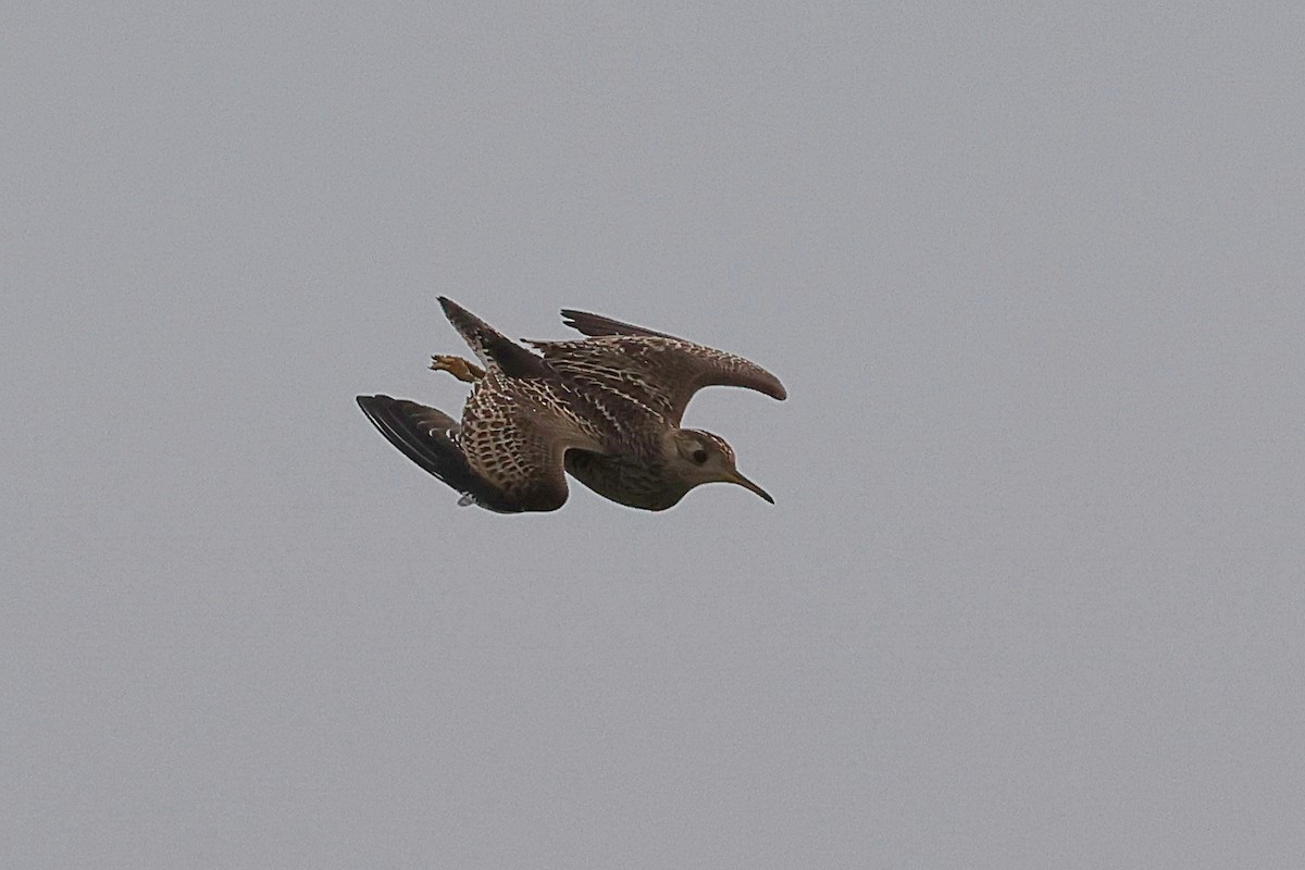 Upland Sandpiper - ML590275761