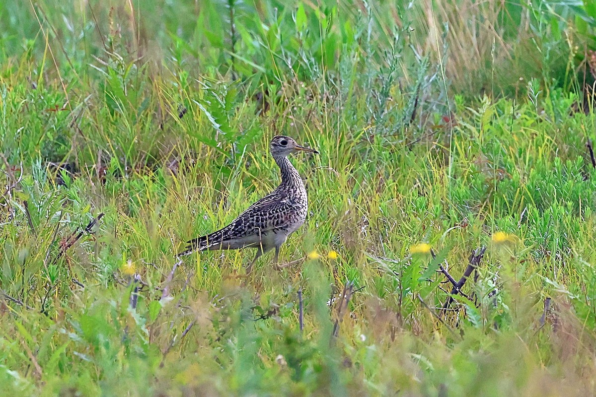 Upland Sandpiper - ML590275801