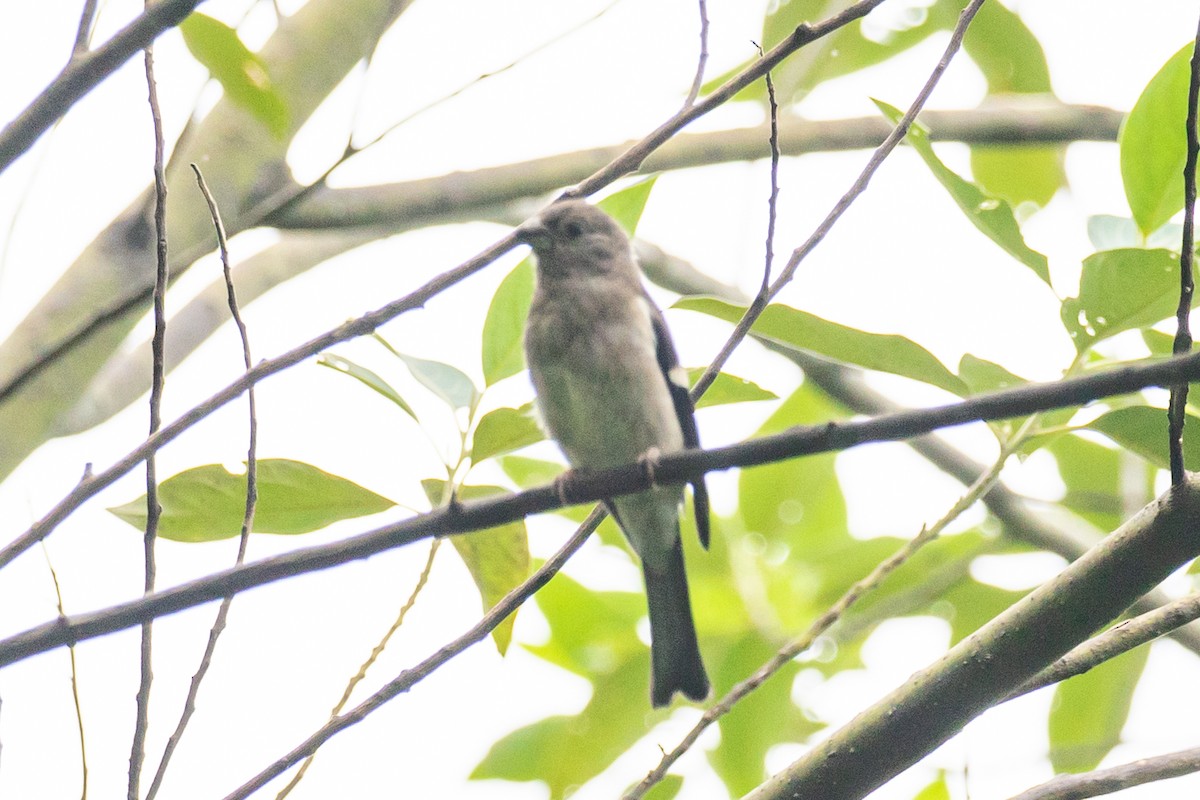 Brown Bullfinch - ML590275961