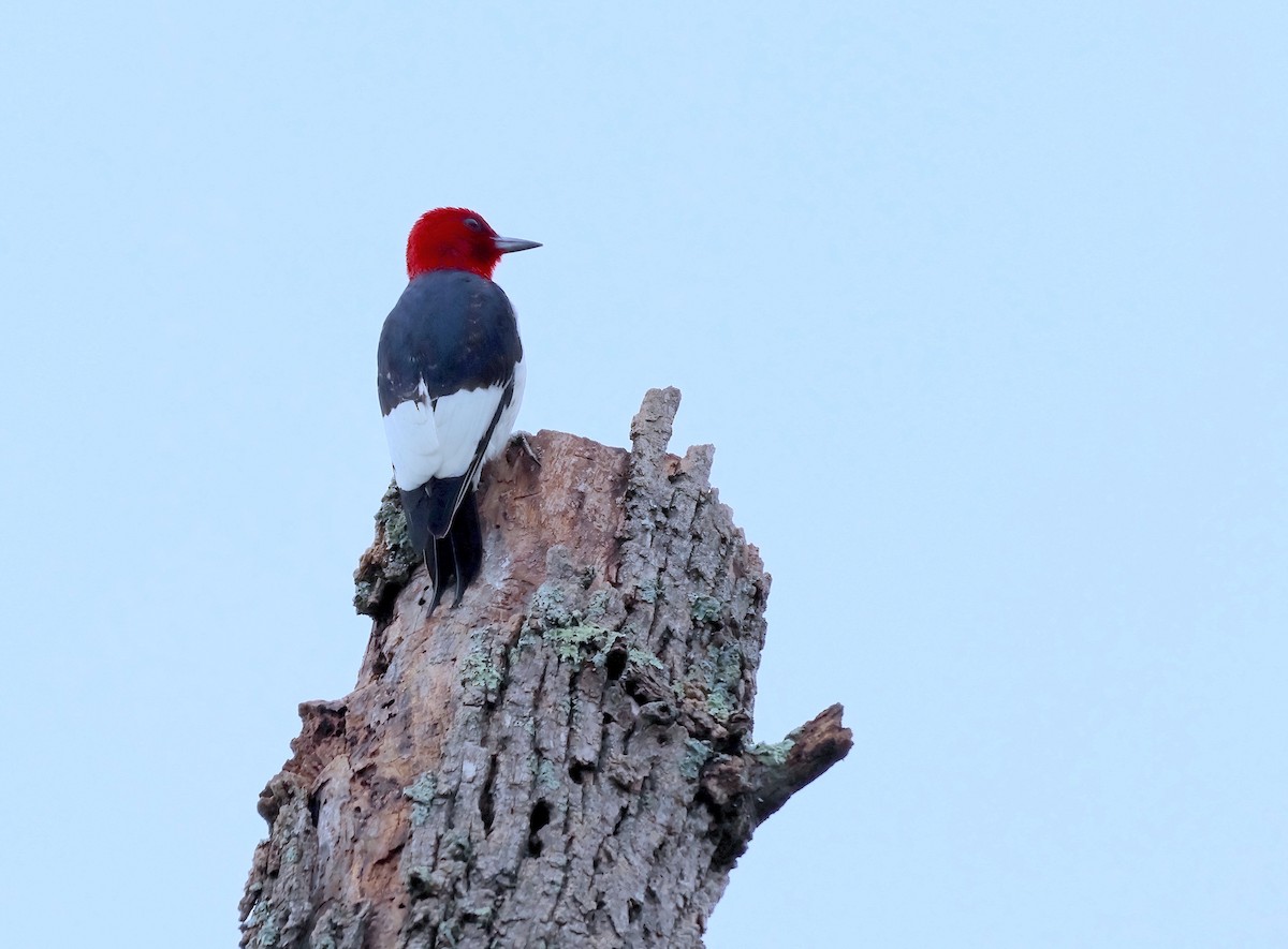 Red-headed Woodpecker - ML590276001