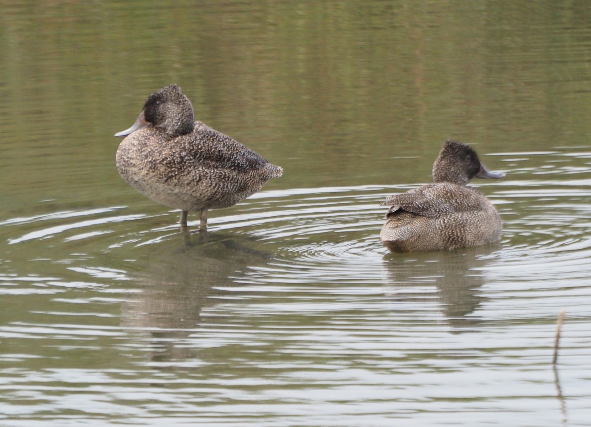 Freckled Duck - Michael Honeyman