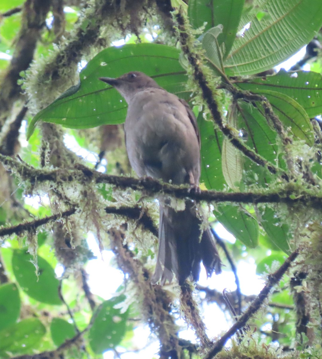 Mountain Thrush - ML590276271