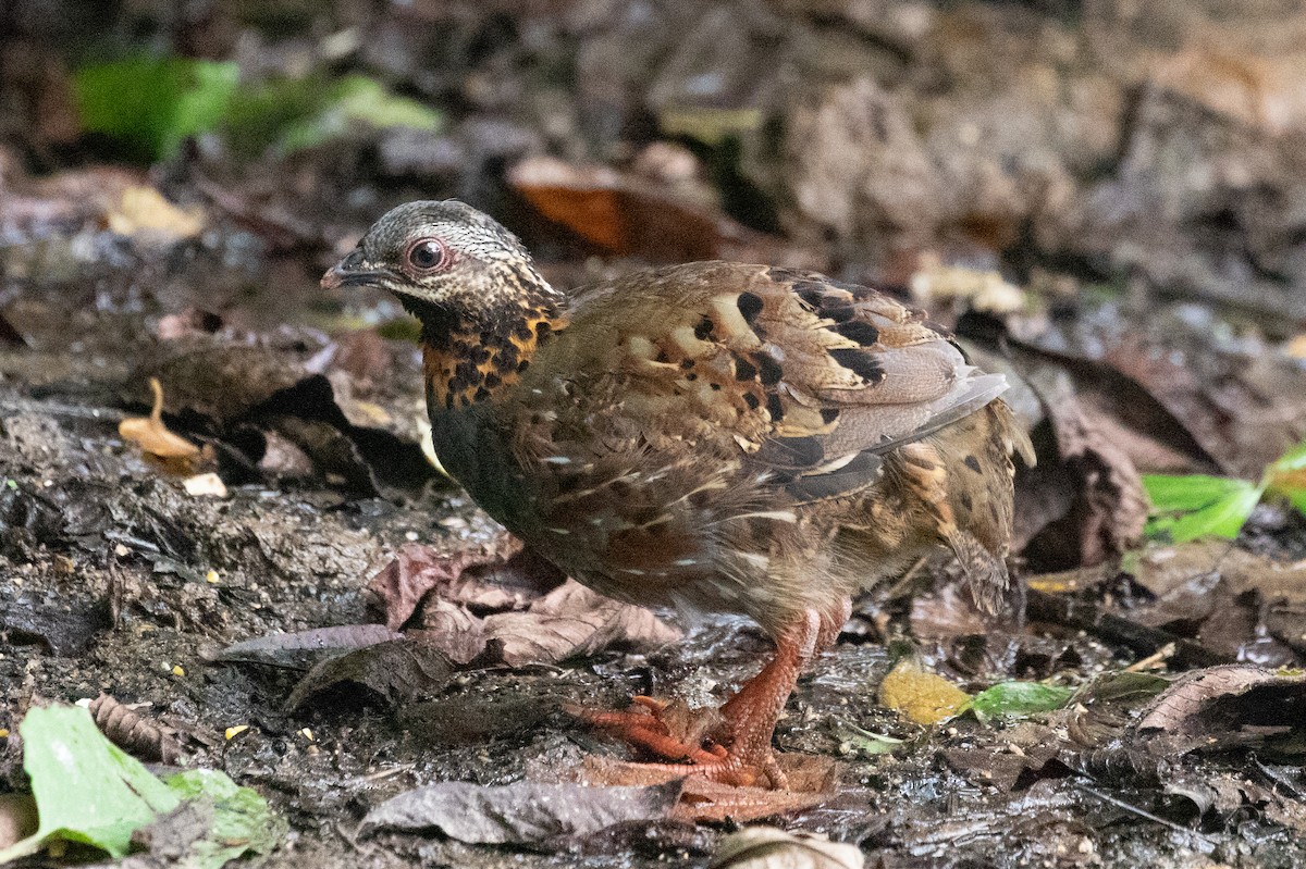 Rufous-throated Partridge - ML590276741