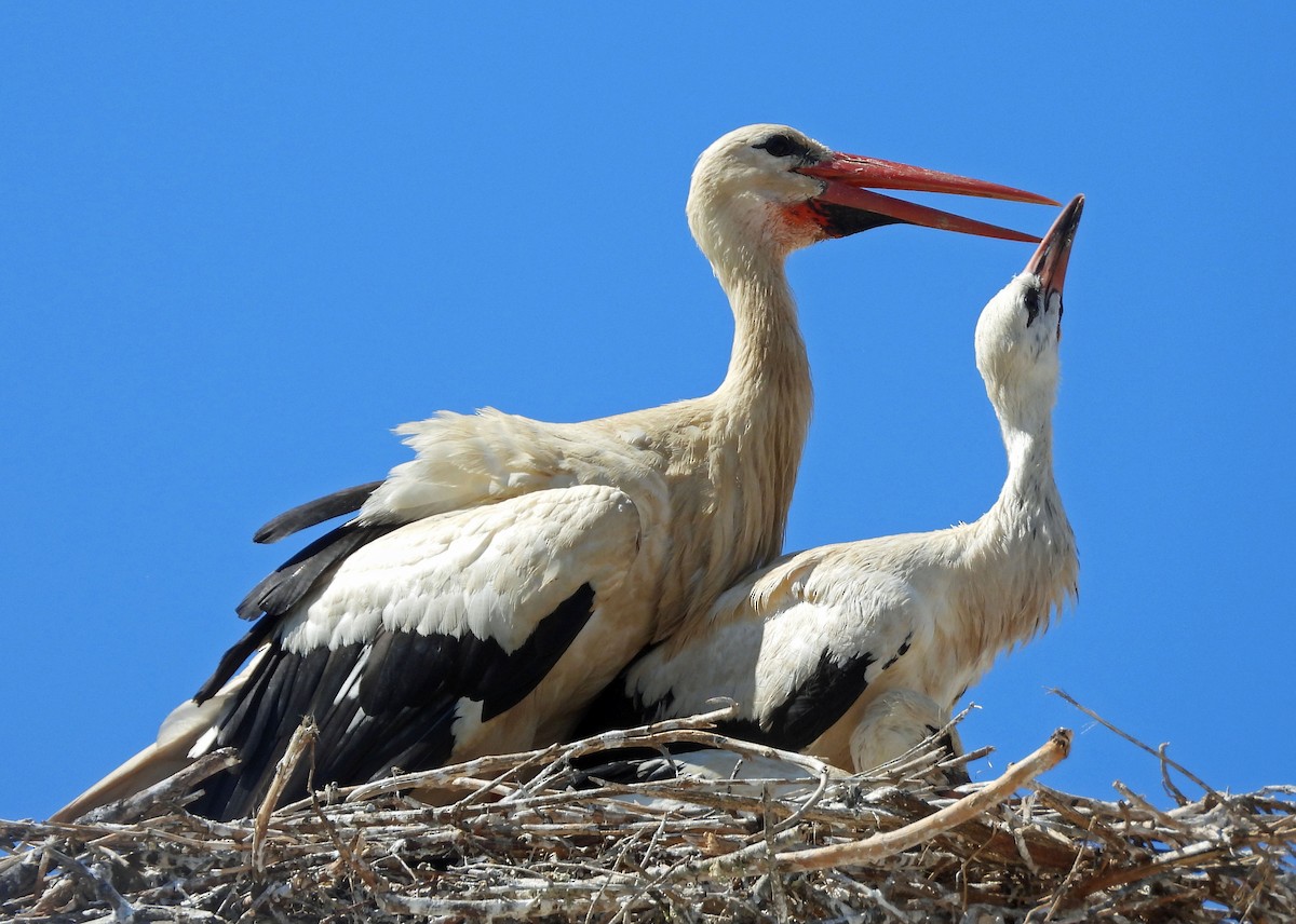 White Stork - ML590277711