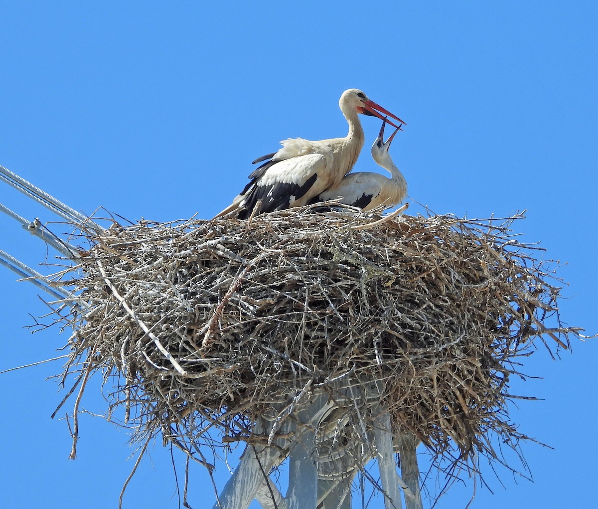 White Stork - ML590277751