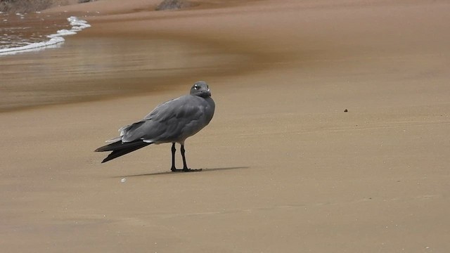 Gaviota Fuliginosa - ML590278831