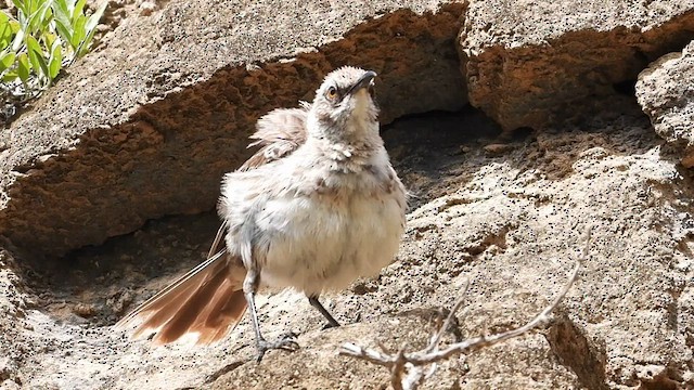 San Cristobal Mockingbird - ML590278991