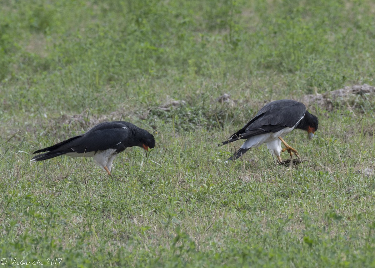 Mountain Caracara - ML59027921