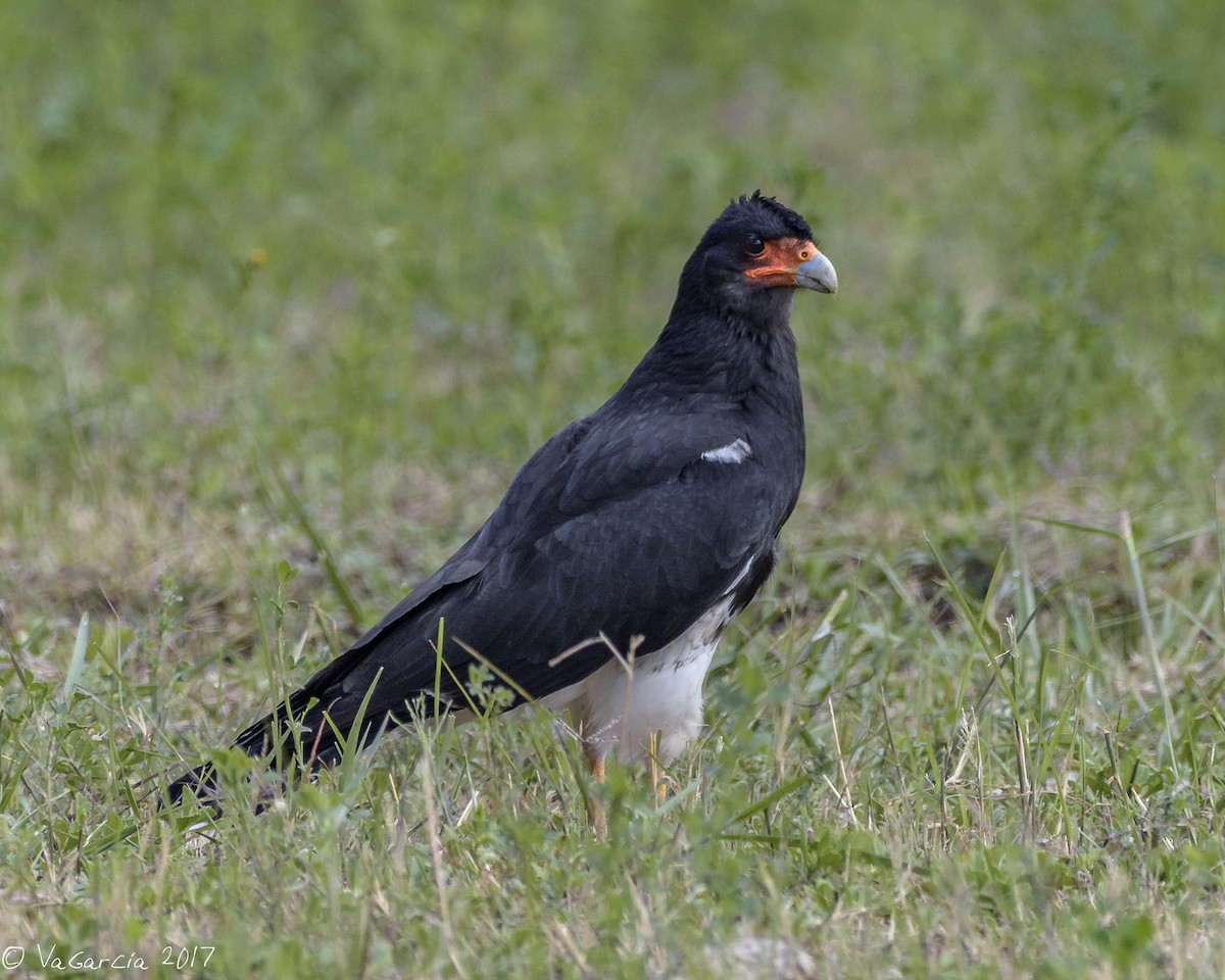 Mountain Caracara - ML59027941