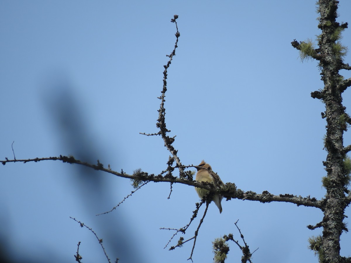 Cedar Waxwing - ML590280381