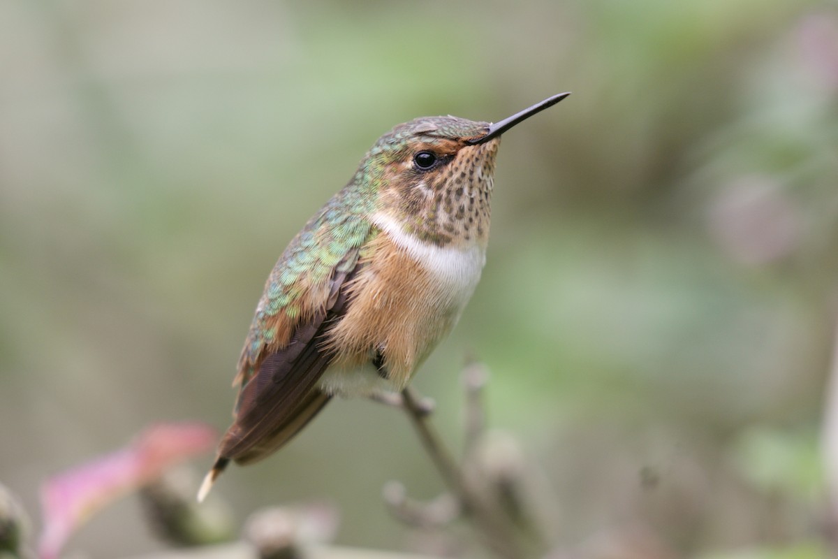 Scintillant Hummingbird - ML590280611