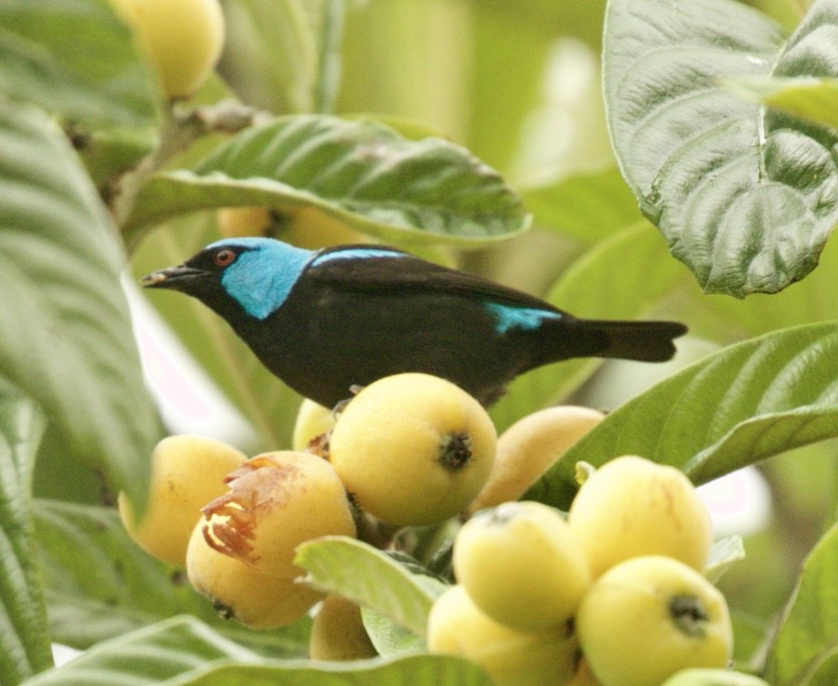 Scarlet-thighed Dacnis - ML590280731