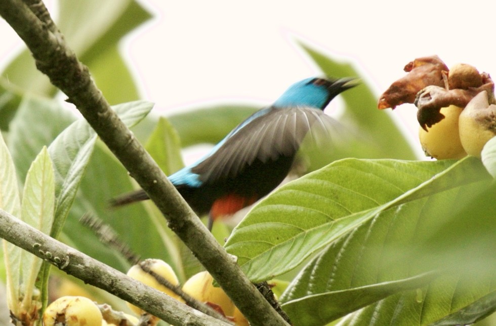 Scarlet-thighed Dacnis - ML590280741