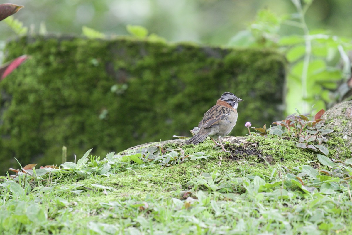 Rufous-collared Sparrow - ML590280841