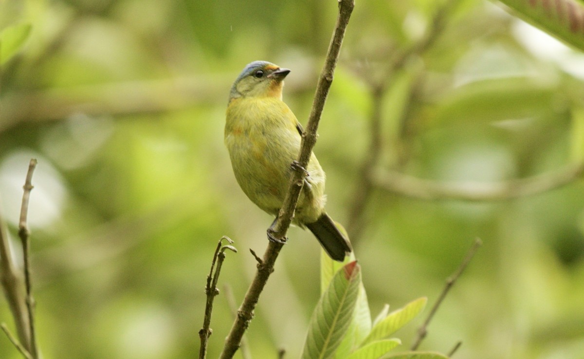 Elegant Euphonia - ML590281081