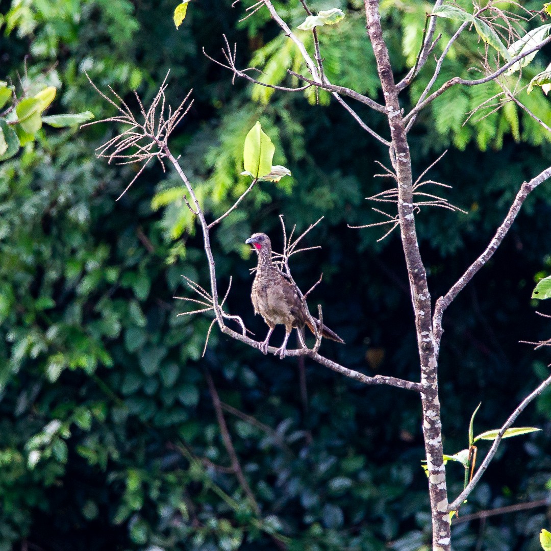 Speckled Chachalaca - Marcos Felix