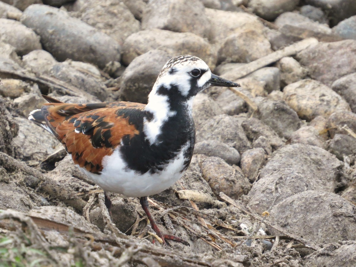 Ruddy Turnstone - ML59028171