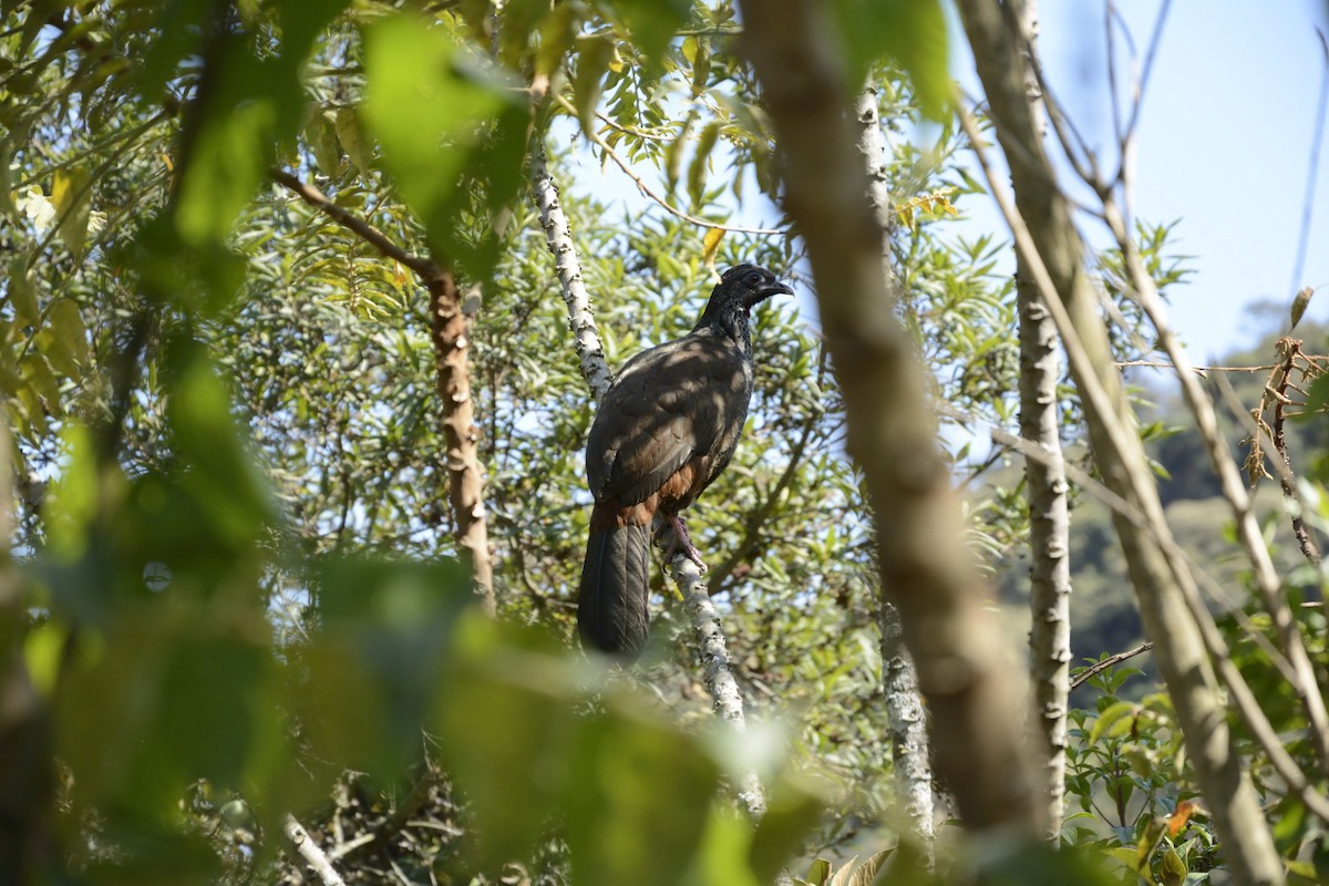 Andean Guan - Frank Dietze