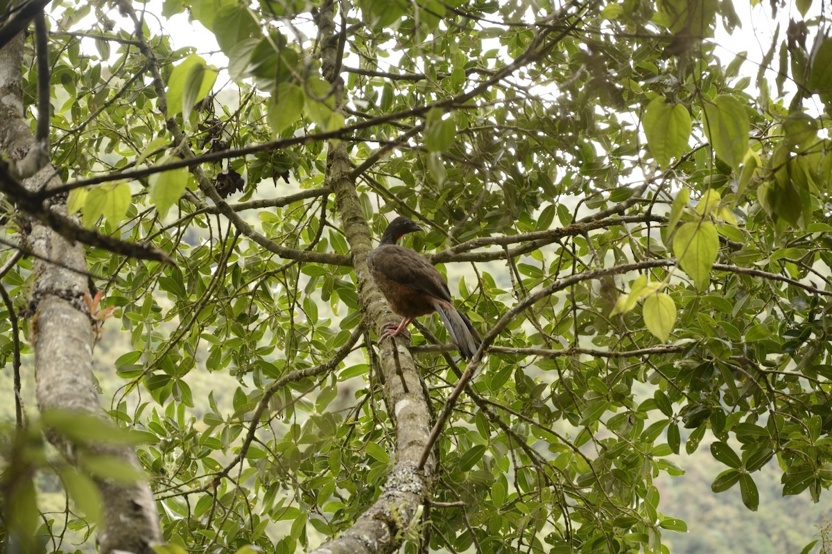 Andean Guan - ML590282731