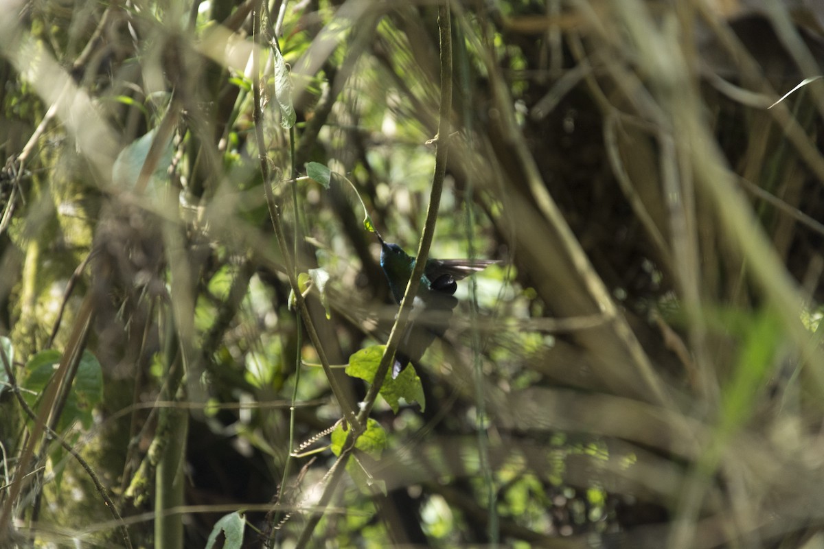 Sapphire-vented Puffleg - ML590282801