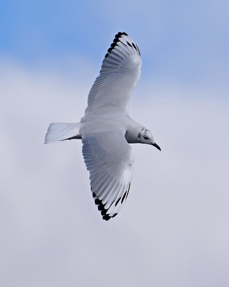 Andean Gull - ML590283151