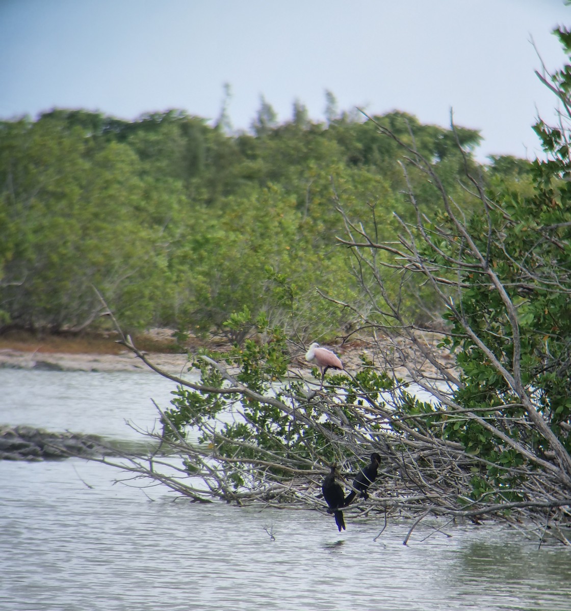 Roseate Spoonbill - ML590283171