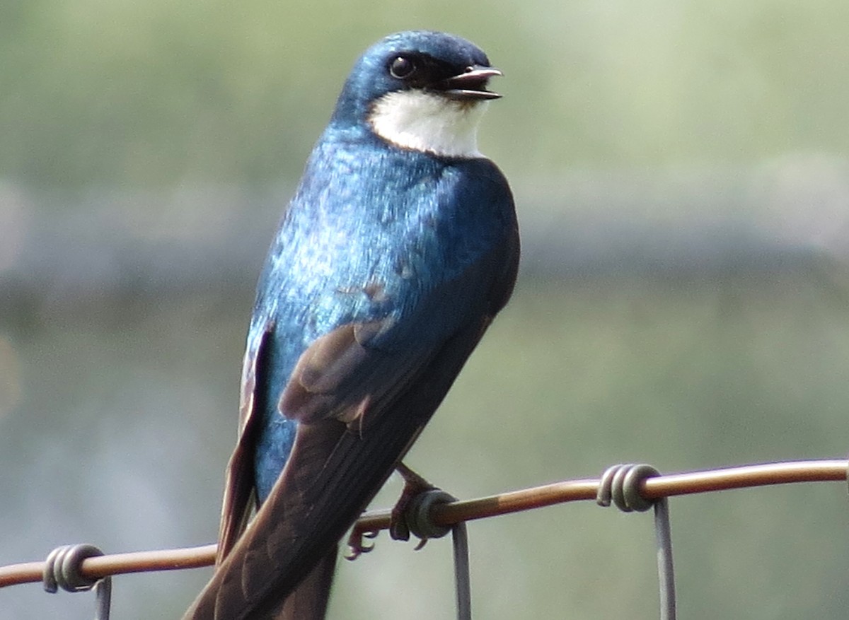 Golondrina Bicolor - ML590283421