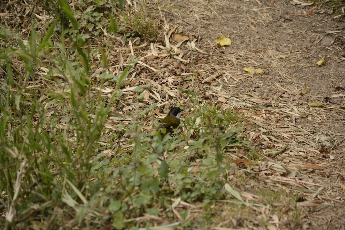 Gray-browed Brushfinch - ML590283551