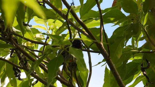 Medium Tree-Finch - ML590284501