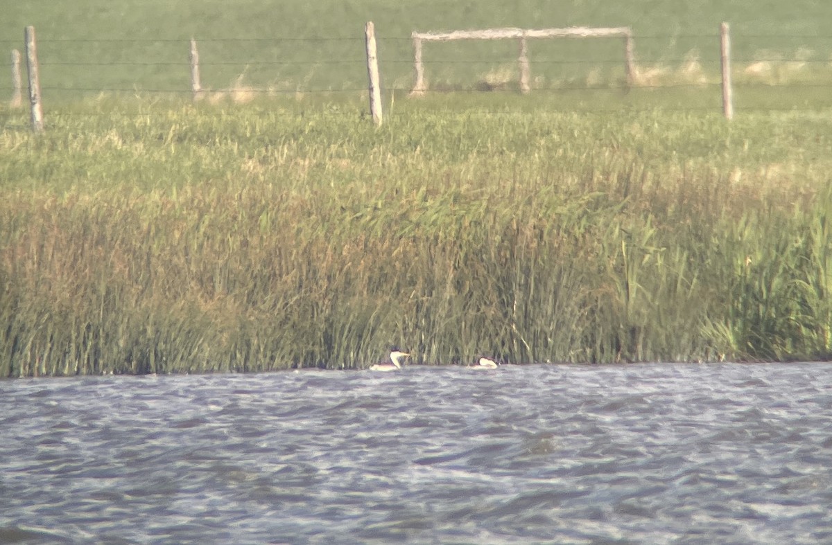 Clark's Grebe - ML590284741