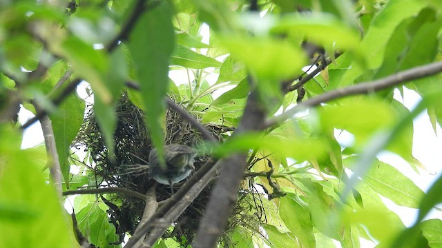 Medium Tree-Finch - ML590284881