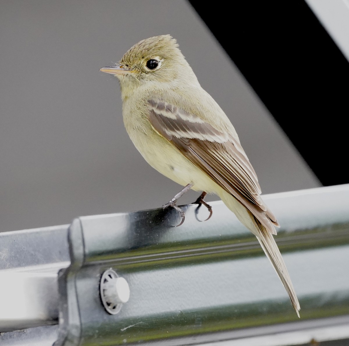 Western Flycatcher (Cordilleran) - Gaylen Jensen