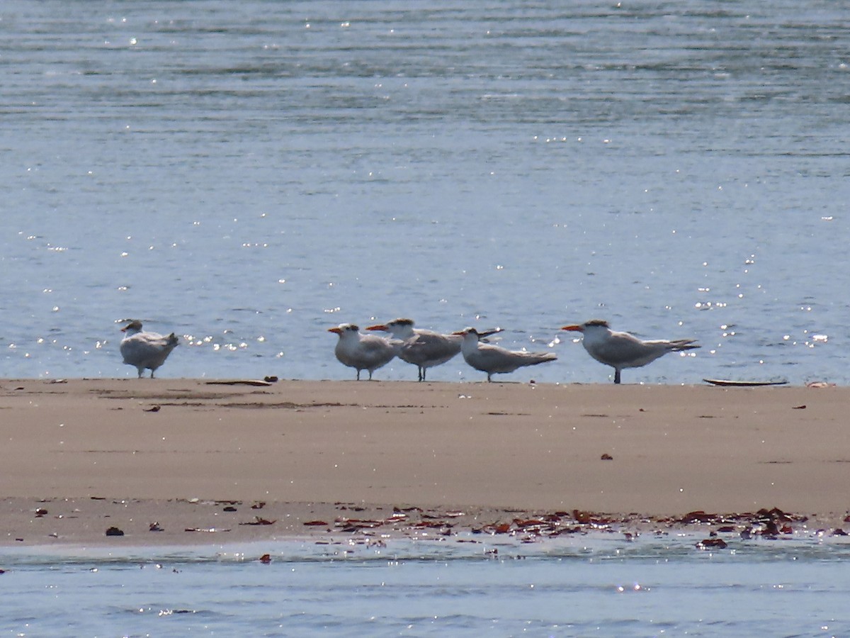 Royal Tern - ML590286331