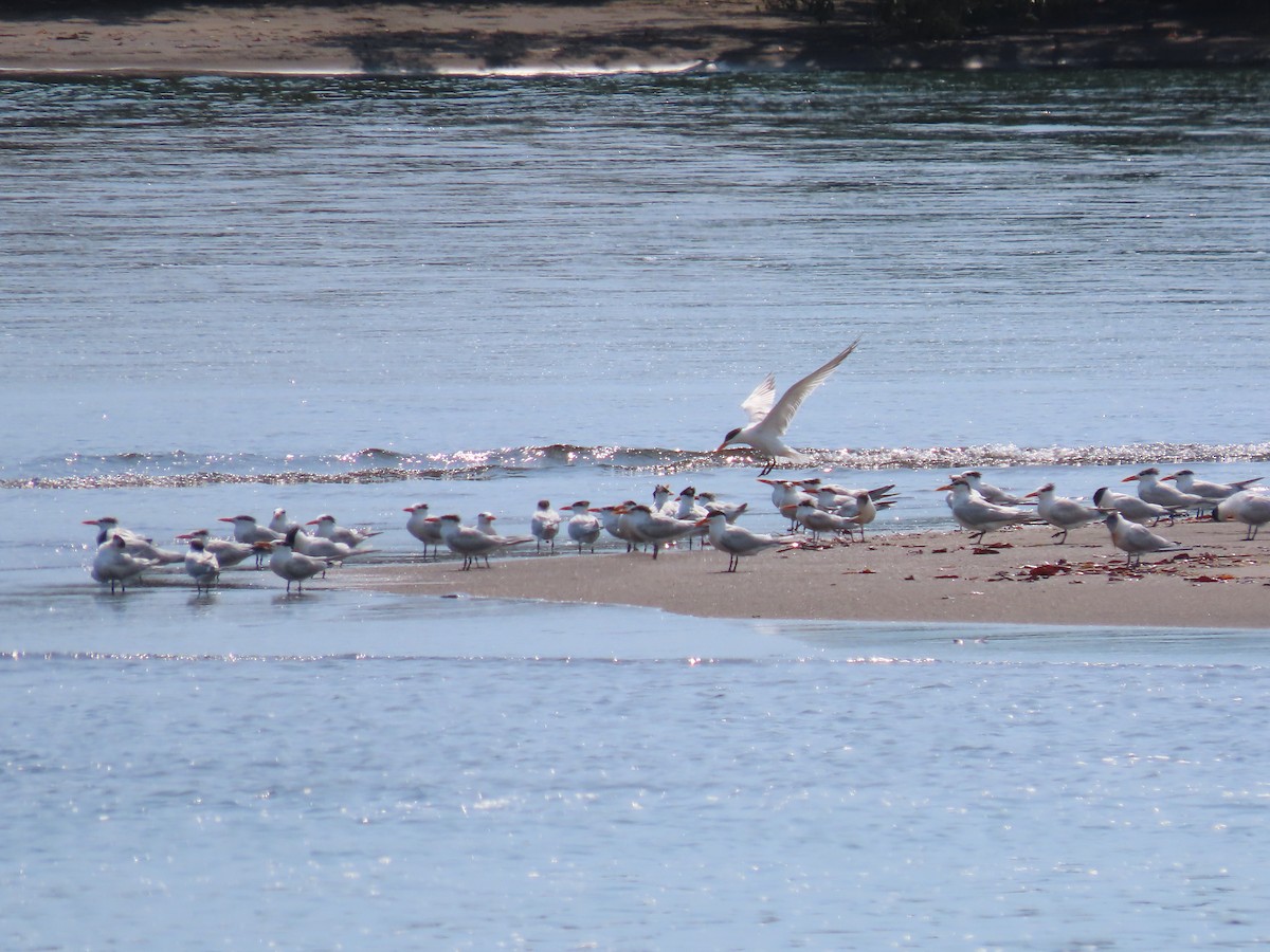 Royal Tern - ML590286391