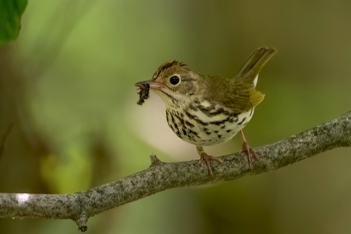 Ovenbird - Sue Barth