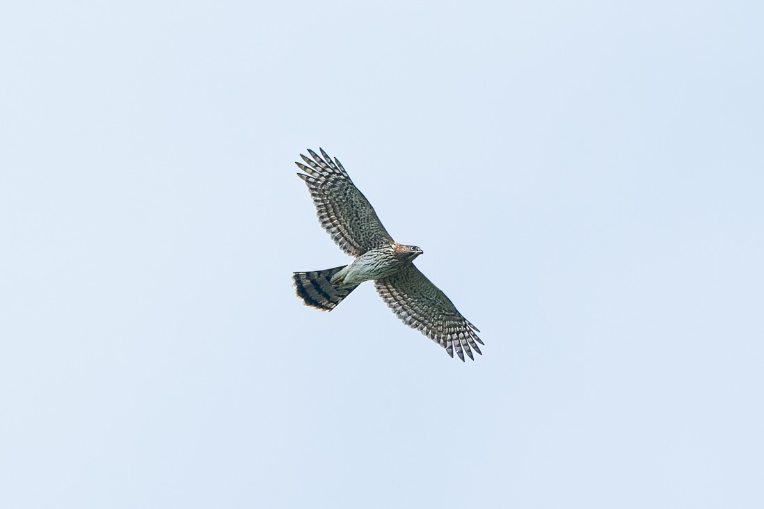 Cooper's Hawk - ML590287031