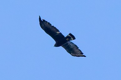 Zone-tailed Hawk - Francesco Veronesi
