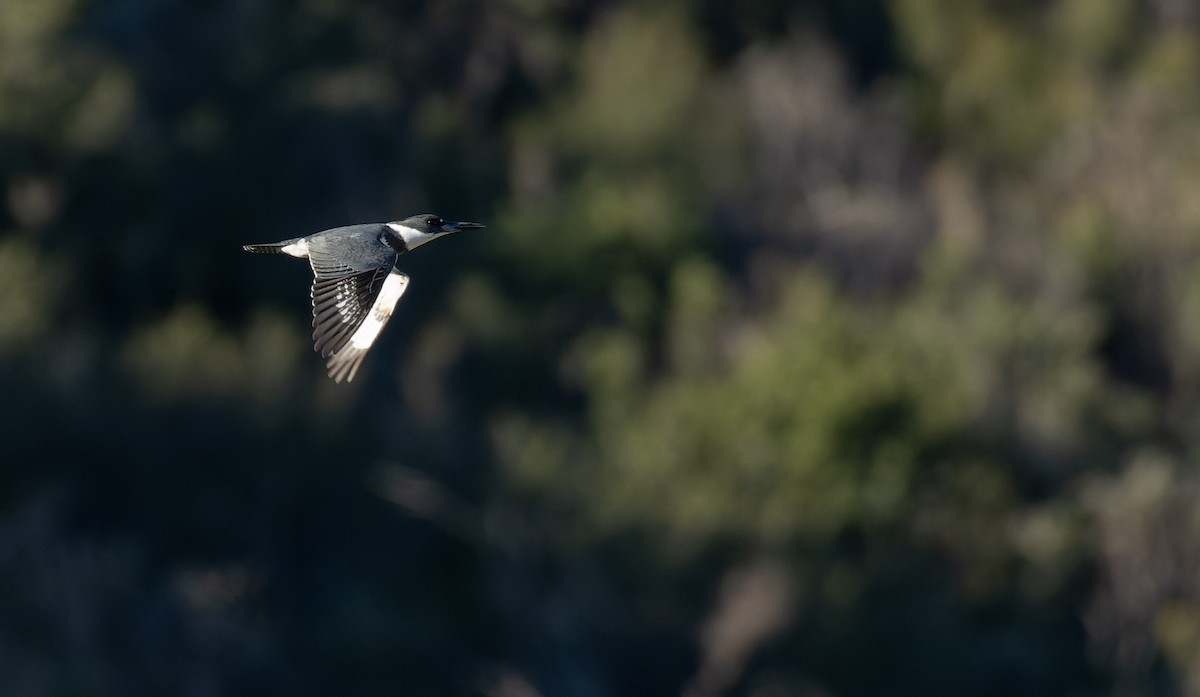 Belted Kingfisher - ML590287541