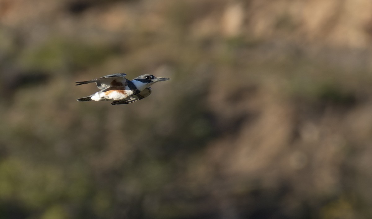 Belted Kingfisher - ML590287561