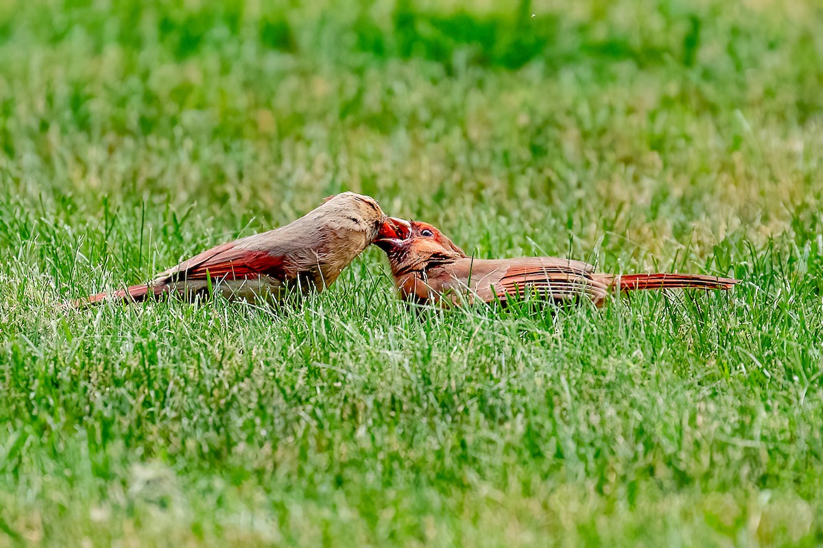 Northern Cardinal - ML590287801