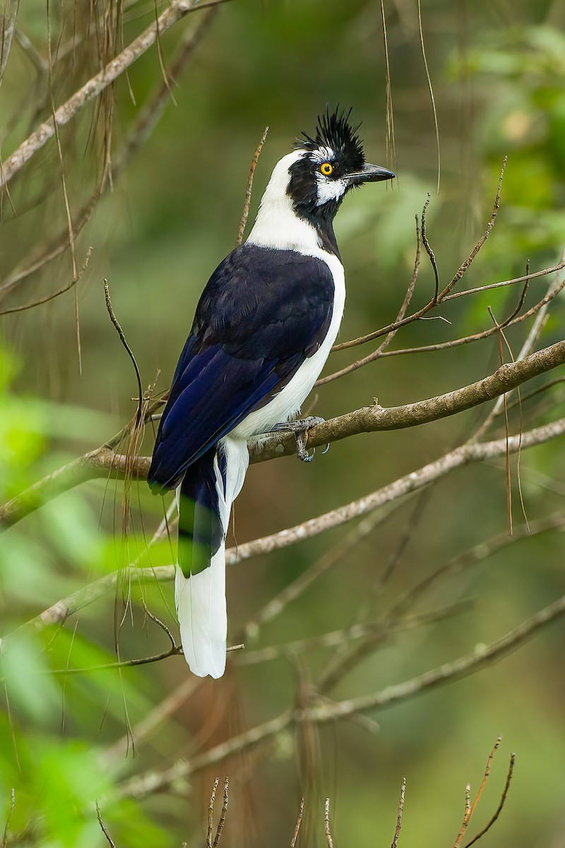 Tufted Jay - Francesco Veronesi