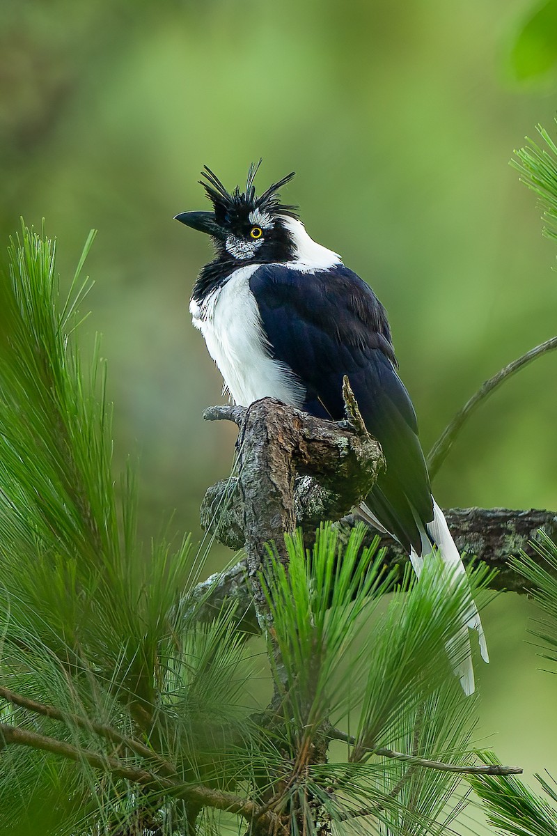 Tufted Jay - Francesco Veronesi