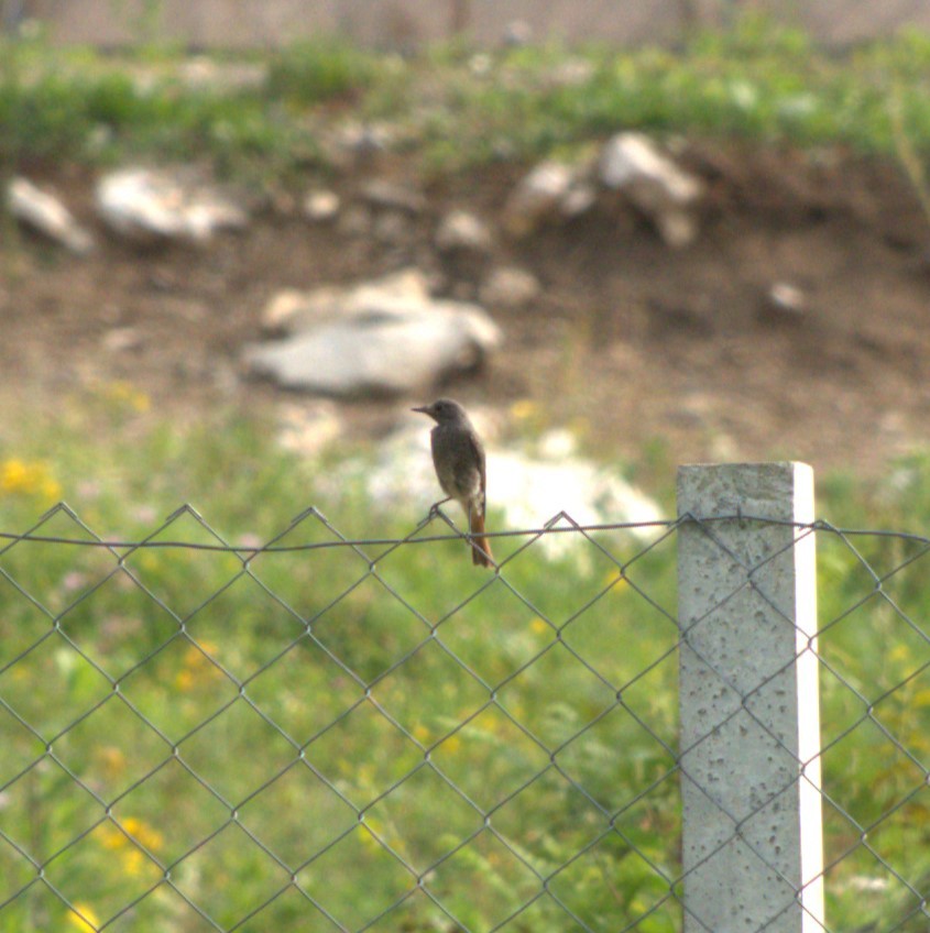 Black Redstart - Ryan Hale